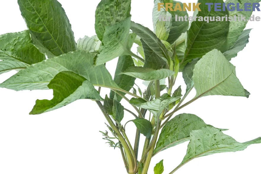Thailändischer Wasserfreund, Hygrophila corymbosa "Siamensis", Bund
