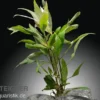 Thailändischer Wasserfreund, Hygrophila corymbosa "Siamensis", im Topf