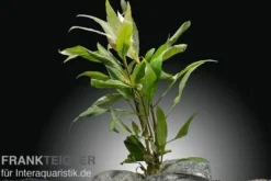 Thailändischer Wasserfreund, Hygrophila corymbosa "Siamensis", im Topf