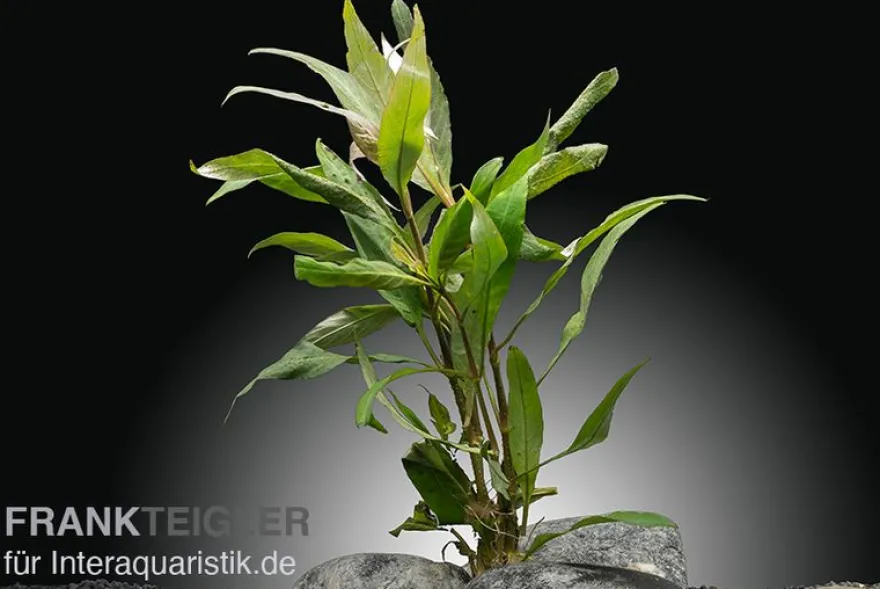 Thailändischer Wasserfreund, Hygrophila corymbosa "Siamensis", im Topf
