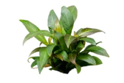 Thailändischer Wasserfreund, Hygrophila corymbosa "Siamensis", im Topf