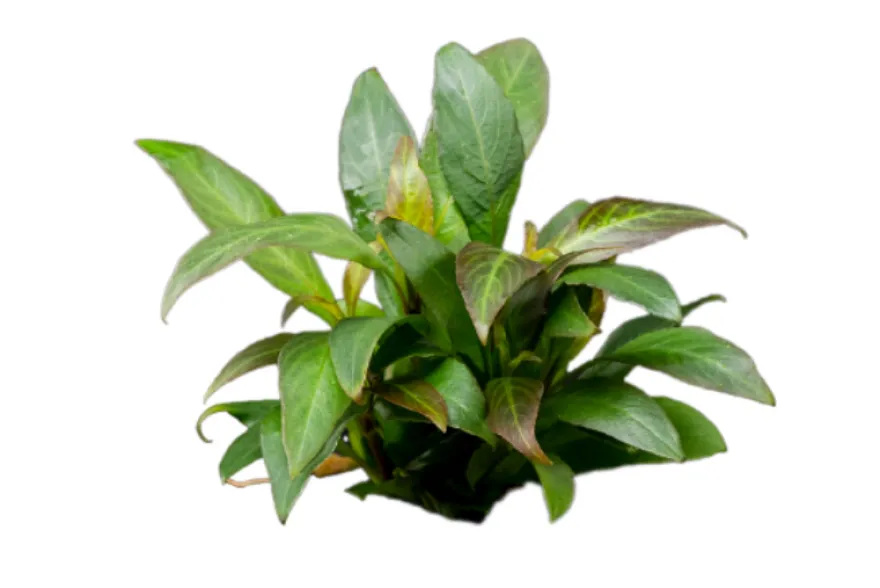 Thailändischer Wasserfreund, Hygrophila corymbosa "Siamensis", im Topf