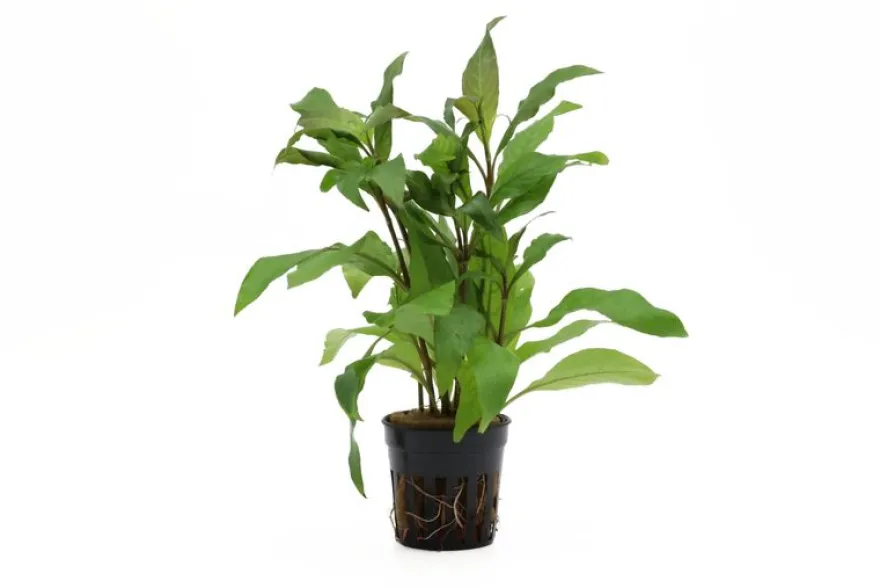 Thailändischer Wasserfreund, Hygrophila corymbosa "Siamensis", im Topf