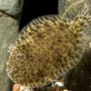 Thailändische Süsswasserflunder, Brachirus panoides, 6-9 cm