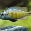 Thick Skin Cichlide, Haplochromis sp. Thick Skin CH44, DNZ