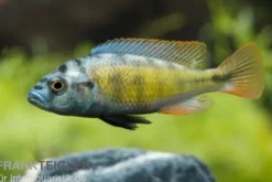 Thick Skin Cichlide, Haplochromis sp. Thick Skin CH44, DNZ