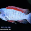 Thumbi West Schabemaulbuntbarsch, Labeotropheus trewavasae "Thumbi West", 3-4 cm