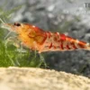 TiBee-Garnele rot, Tigerbiene, Caridina spec.