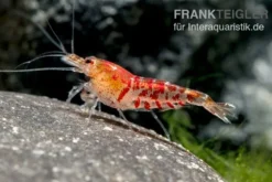 TiBee-Garnele rot, Tigerbiene, Caridina spec.