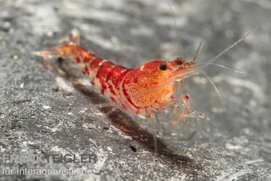 TiBee-Garnele rot, Tigerbiene, Caridina spec.
