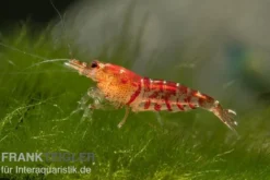 TiBee-Garnele rot, Tigerbiene, Caridina spec.