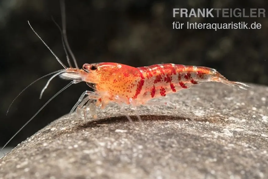 TiBee-Garnele rot, Tigerbiene, Caridina spec.