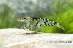 TiBee-Garnele schwarz, Tigerbiene, Caridina spec.