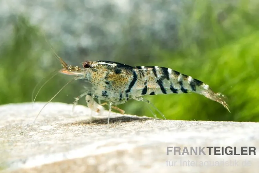 TiBee-Garnele schwarz, Tigerbiene, Caridina spec.
