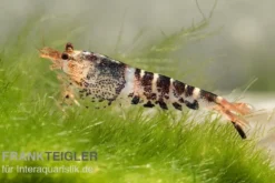 TiBee-Garnele schwarz, Tigerbiene, Caridina spec.