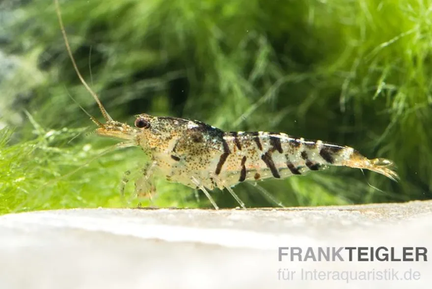 TiBee-Garnele schwarz, Tigerbiene, Caridina spec.