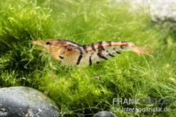 TiBee-Garnele schwarz, Tigerbiene, Caridina spec.