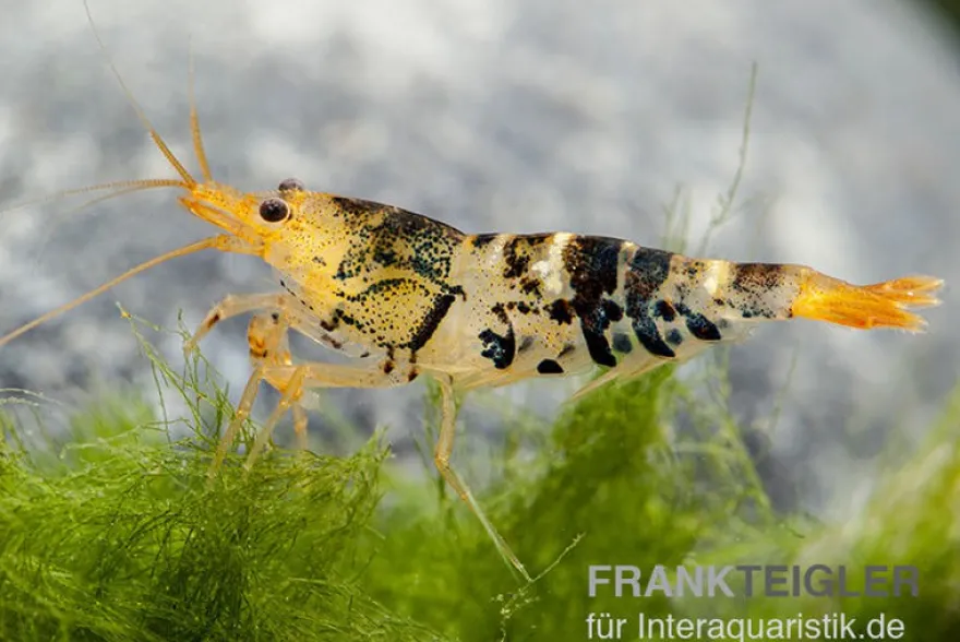 TiBee-Garnele schwarz, Tigerbiene, Caridina spec.