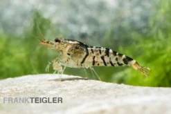 TiBee-Garnele schwarz, Tigerbiene, Caridina spec.