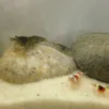 TiBee Starterpack: 5 x Blaue Tigergarnele + 5 x Crystal Red Garnele