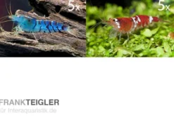 TiBee Starterpack: 5 x Blaue Tigergarnele + 5 x Crystal Red Garnele