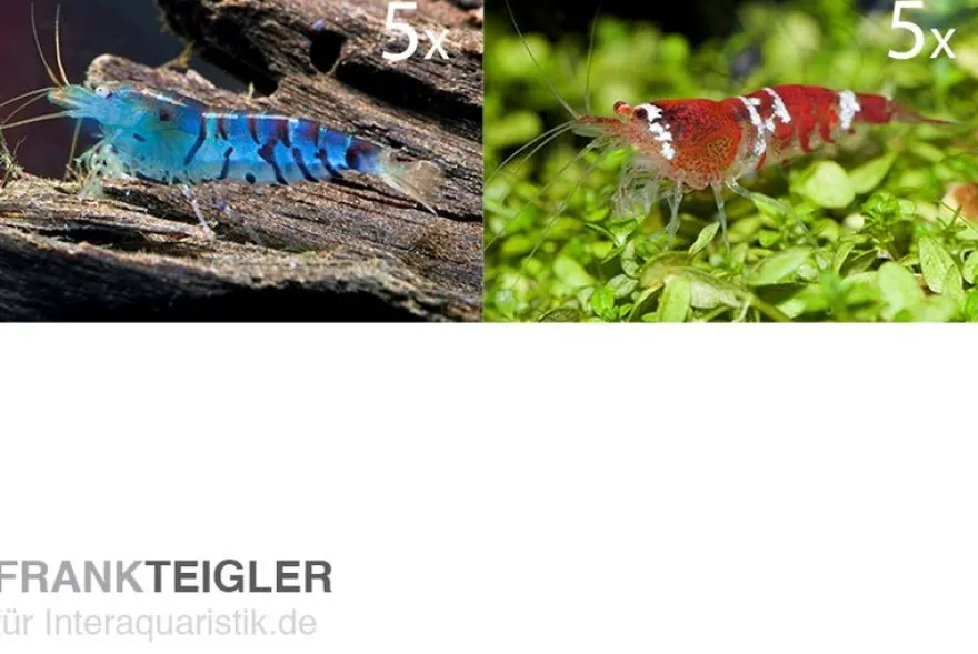 TiBee Starterpack: 5 x Blaue Tigergarnele + 5 x Crystal Red Garnele