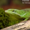 Tiburon Grünanole, Anolis chlorocyanu