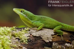 Tiburon Grünanole, Anolis chlorocyanu
