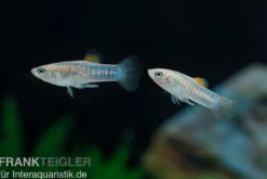 Tiburonkärpfling, Limia tridens