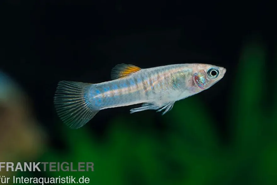 Tiburonkärpfling, Limia tridens