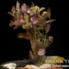 Tiefrote Ludwigie, Ludwigia peruensis, Bund