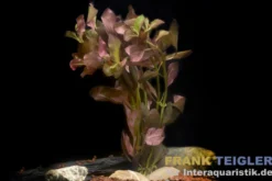 Tiefrote Ludwigie, Ludwigia peruensis, Bund