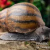Tiger-Achatschnecke, Achatina achatina