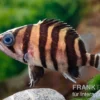 Tigerbarsch, Datnioides microlepis