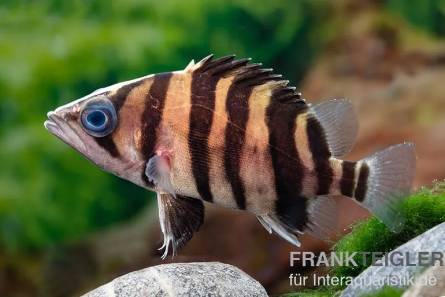 Tigerbarsch, Datnioides microlepis