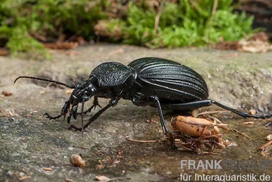 Tiger Beetle, Tefflus megerlei