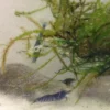Tiger-Bundle: 10 x Blaue Tigergarnele, Caridina cf. cantonensis + Portion Javamoos