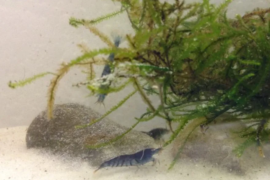 Tiger-Bundle: 10 x Blaue Tigergarnele, Caridina cf. cantonensis + Portion Javamoos