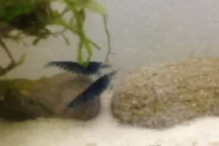 Tiger-Bundle: 10 x Blaue Tigergarnele, Caridina cf. cantonensis + Portion Javamoos