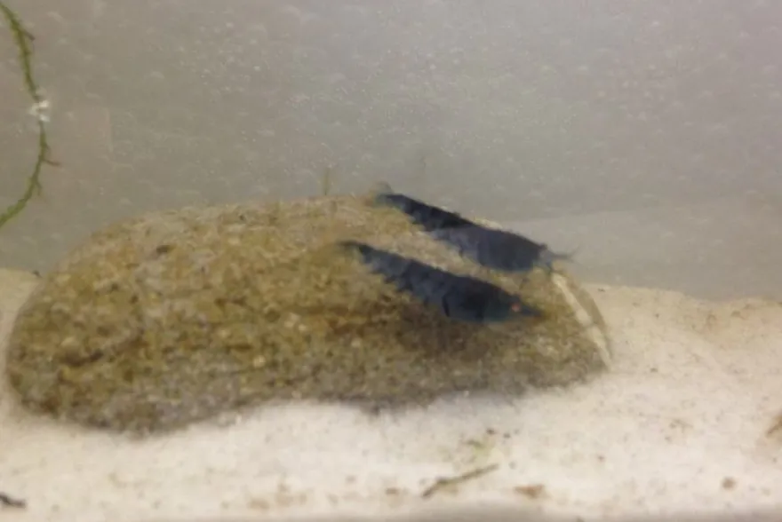 Tiger-Bundle: 10 x Blaue Tigergarnele, Caridina cf. cantonensis + Portion Javamoos