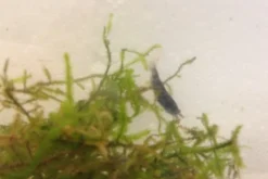 Tiger-Bundle: 10 x Blaue Tigergarnele, Caridina cf. cantonensis + Portion Javamoos