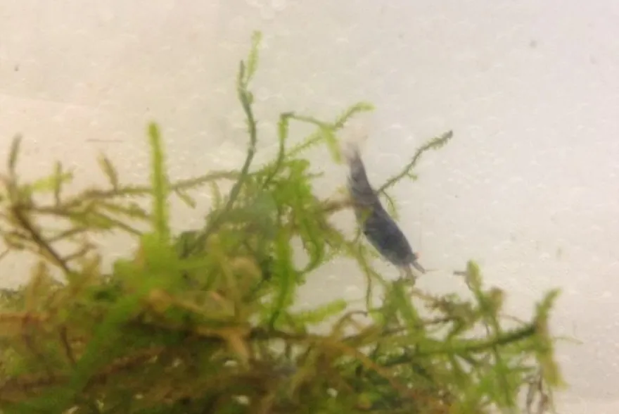 Tiger-Bundle: 10 x Blaue Tigergarnele, Caridina cf. cantonensis + Portion Javamoos