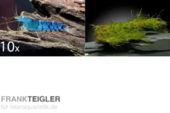 Tiger-Bundle: 10 x Blaue Tigergarnele, Caridina cf. cantonensis + Portion Javamoos