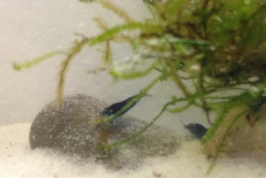 Tiger-Bundle: 10 x Blaue Tigergarnele, Caridina cf. cantonensis + Portion Javamoos