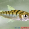 Tiger-Curimata, Curimata vittata, 4-6 cm