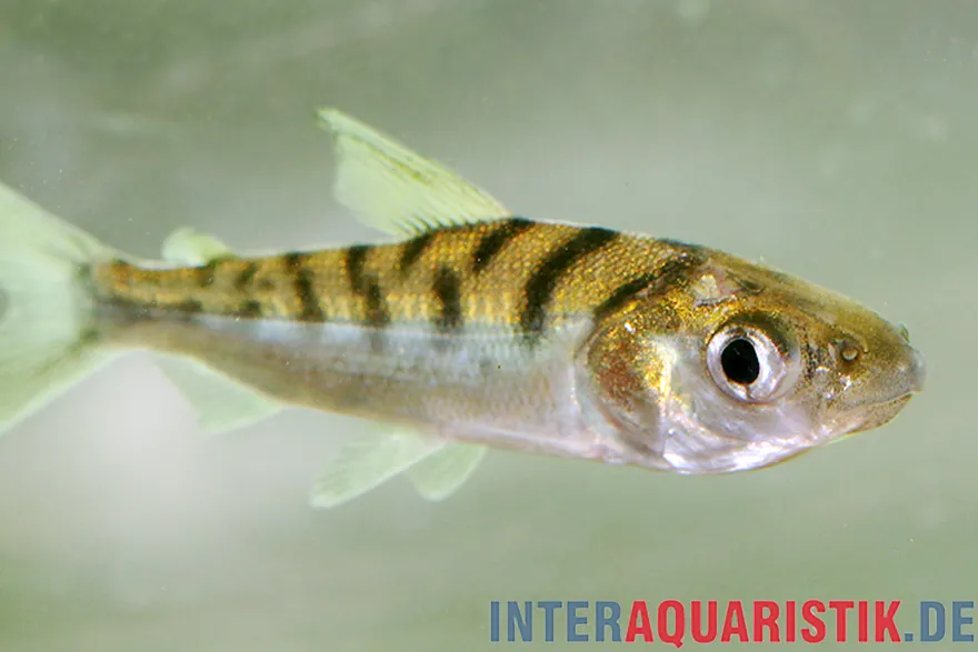 Tiger-Curimata, Curimata vittata, 4-6 cm