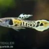 Tiger Endler Guppy, Poecilia wingei Tiger, paarweise (Minifisch)