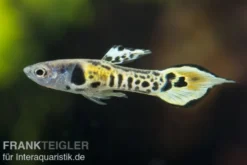 Tiger Endler Guppy, Poecilia wingei Tiger, paarweise (Minifisch)