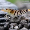 Tigergarnele, Caridina mariae