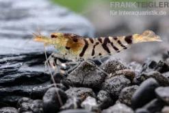 Tigergarnele, Caridina mariae